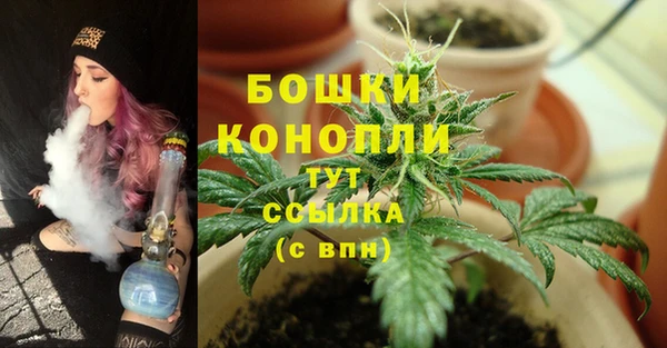 шишки Белокуриха